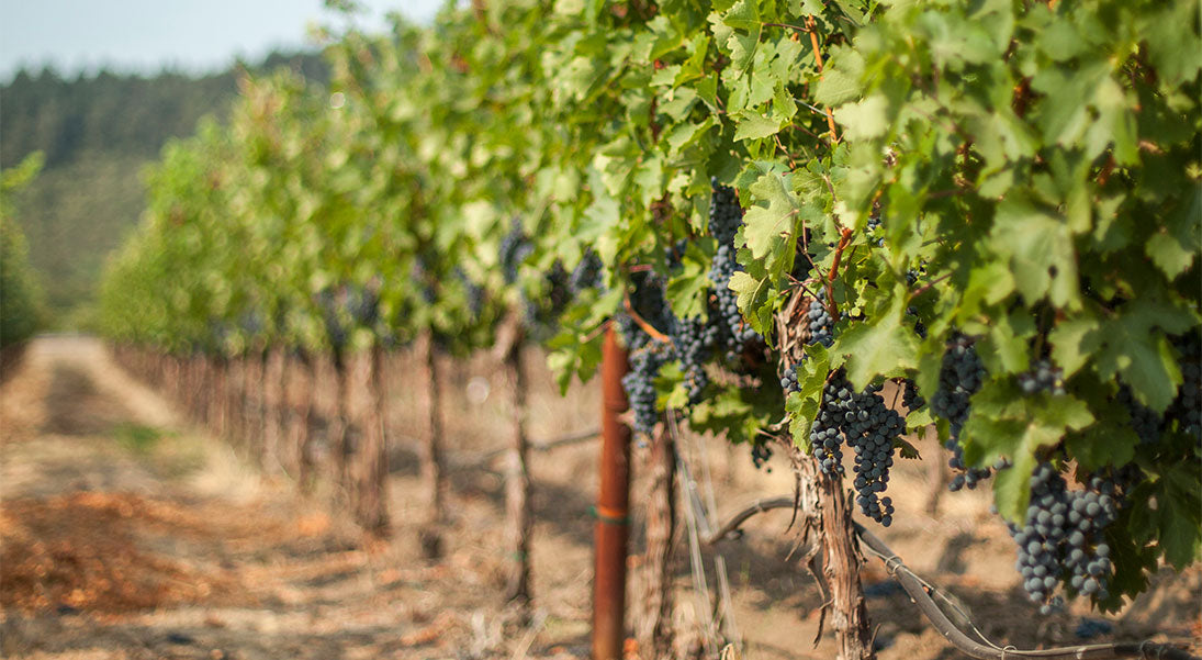 SK Coffee VLOG: Unpacking "Fermentation"