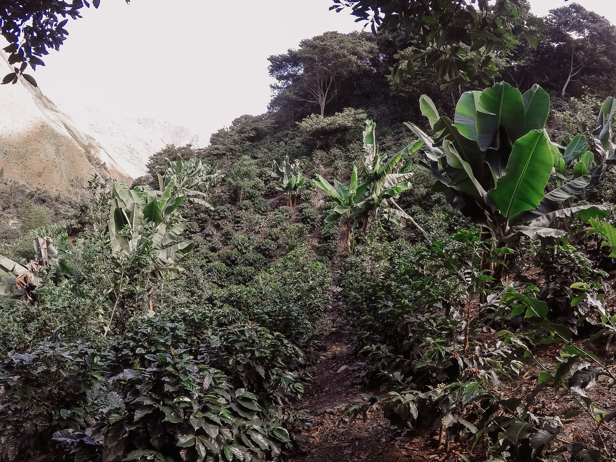 VLOG: Coffee Varieties